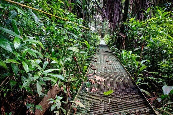 Tortuguero National Park - Admission Ticket - The Itinerary Breakdown