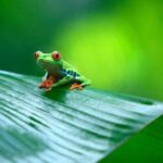 Tortuguero National Park and Canals Day Trip from San Jose - The Sum Up: Who Should Book This?