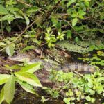Tortuguero National Park Canal Tour with Canoe - FAQs