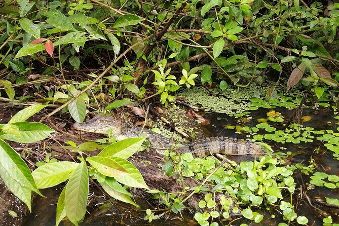 Tortuguero National Park Canal Tour with Canoe - FAQs