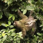 Tortuguero + Pacuare (3 Days / 2 Nights) - Why This Tour Offers Great Value