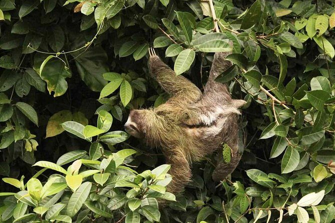 Tortuguero + Pacuare (3 Days / 2 Nights) - Why This Tour Offers Great Value