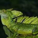 Tortuguero:Canoe tour, day hike, hill tour, night or spawning tour - Final Thoughts: Is It Worth It?