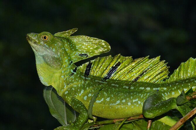Tortuguero:Canoe tour, day hike, hill tour, night or spawning tour - Final Thoughts: Is It Worth It?