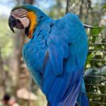 Tour 1 day: Brazilian Falls, Macuco Safari and Bird Park - Bird Park: Up Close with Rescued Birds