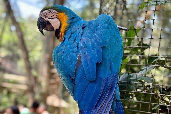 Tour 1 day: Brazilian Falls, Macuco Safari and Bird Park - Bird Park: Up Close with Rescued Birds