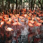 Tour al Aviario Nacional - FAQ