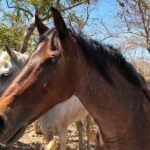 Tour Combo - WRCT Adventures Private Zipline & Horseback Ride - Why This Tour Offers Great Value