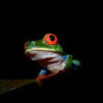 Tour Guidos en Bosque Lluvioso del Ecocentro Danaus - An In-Depth Look at the Ecocentro Danaus Night Tour