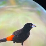 Tour in Corcovado National Park San Pedrillo Station - Who Is This Tour Best Suited For?