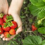 Tour in Pisac and Ollantaytambo with visit to a farm and Andean gourmet food. - Who Would Love This Tour?