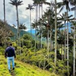 Tour La Carbonera. A large forest of Palmas de Cera - A Deep Dive Into La Carbonera: What Makes It Special