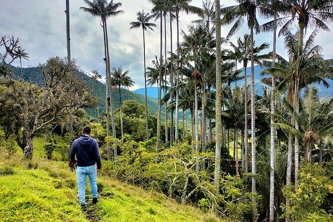 Tour La Carbonera. A large forest of Palmas de Cera - A Deep Dive Into La Carbonera: What Makes It Special