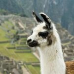 Tour Machu Picchu + Montaña Huayna Picchu - FAQs