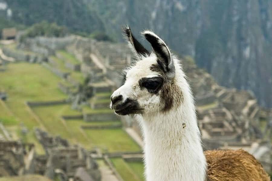 Tour Machu Picchu + Montaña Huayna Picchu - FAQs