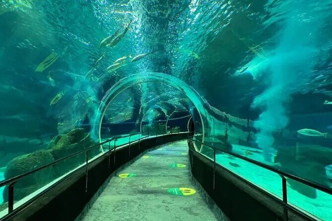 Tour Privado - Boulevard Olimpico + Aquario - A Detailed Look at the Rio Private Tour: What to Expect