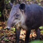 Tour Privado de Aventura no Parque Natural do Corcovado - FAQ