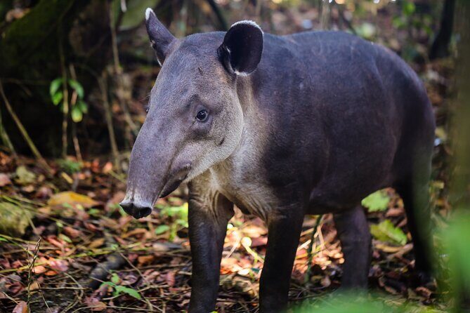 Tour Privado de Aventura no Parque Natural do Corcovado - FAQ