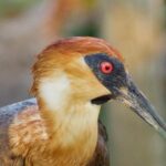 Tour to and from the AVIARY - Analyzing the Value