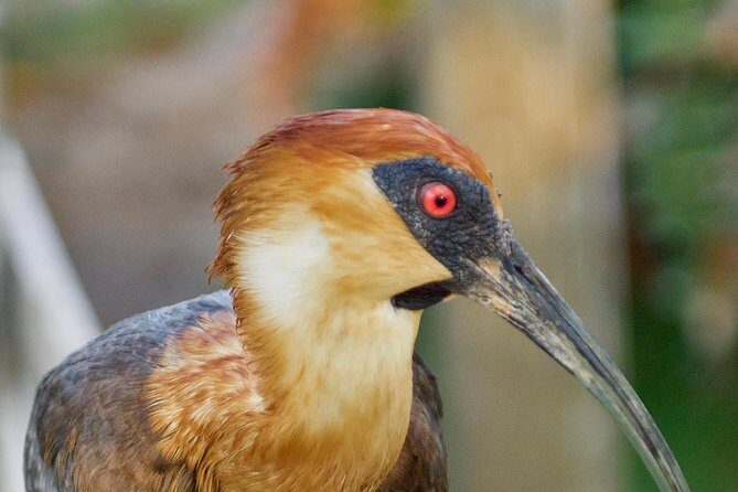 Tour to and from the AVIARY - Analyzing the Value