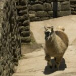 Tour to Machu Picchu by panoramic train in 2 days - What Travelers Appreciate