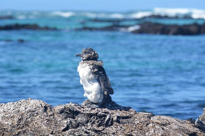 Tour to Pinzón + Las palmas - Who Should Consider This Tour?