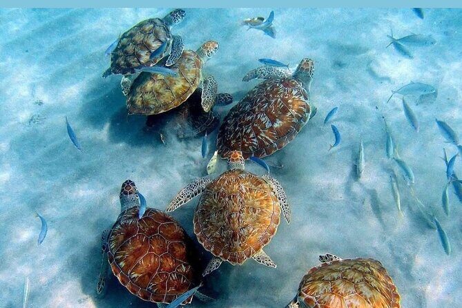 Tour to the best beaches; snorkel with fish and turtles - Transportation and Group Size