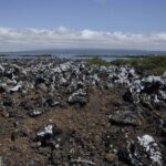 Tour to Tintoreras Bay from Isabela Island - Who Will Love This Tour?