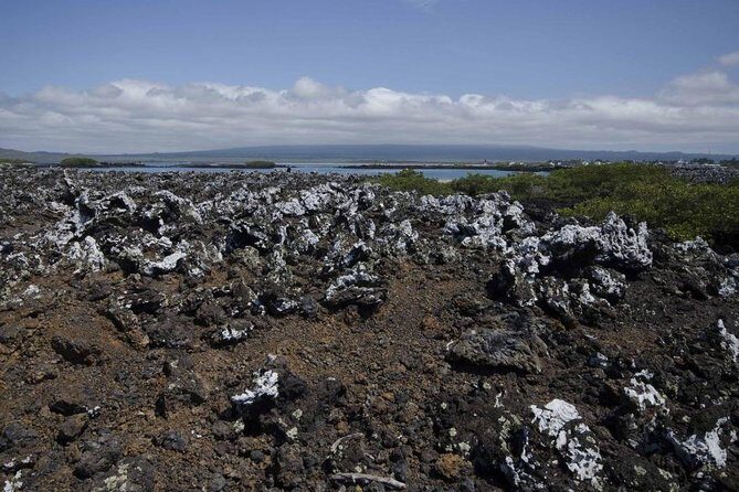 Tour to Tintoreras Bay from Isabela Island - Who Will Love This Tour?