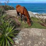 Tour Trail Praia da Gravatá with Picnic in Florianópolis - Walking the Trail: What to Expect