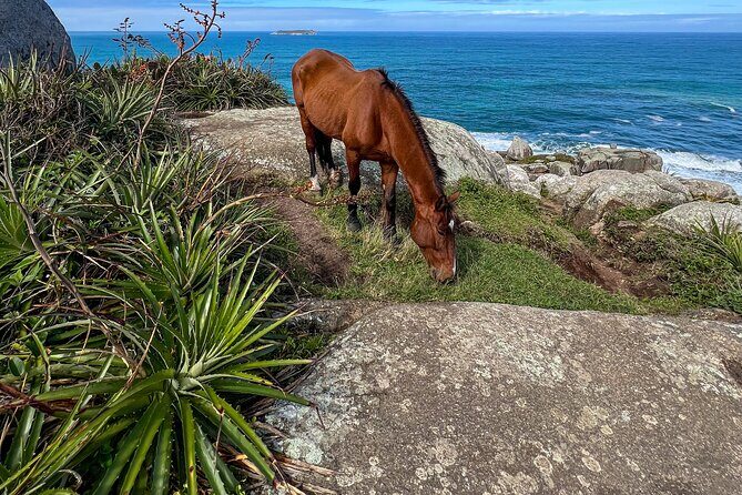 Tour Trail Praia da Gravatá with Picnic in Florianópolis - Walking the Trail: What to Expect