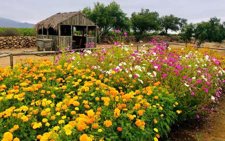 Tour VIÑA CONCHA Y TORO + CASA MARQUES - Chile, from Santiago. - What’s Included and Why It Matters