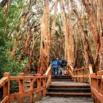 Tour with Navigation to the Arrayanes Forest and Victoria Island - The Experience in Detail