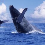 Tour with Whale Watching in Samaná, Beach and Waterfall - Who Should Consider This Tour?