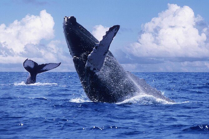 Tour with Whale Watching in Samaná, Beach and Waterfall - Who Should Consider This Tour?