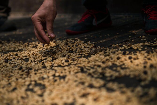 Traditional Coffee Farm Experience at Hacienda Coloma from Bogotá - Practical Details