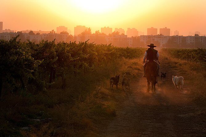 Traditional Wine Tour in Viña Cousiño Macul Official English - FAQ