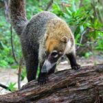 Trail Lovers: Rincon de la Vieja Volcano & La Leona Waterfall - Who Will Love This Tour?