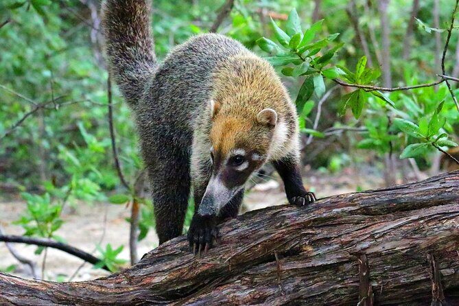 Trail Lovers: Rincon de la Vieja Volcano & La Leona Waterfall - Who Will Love This Tour?