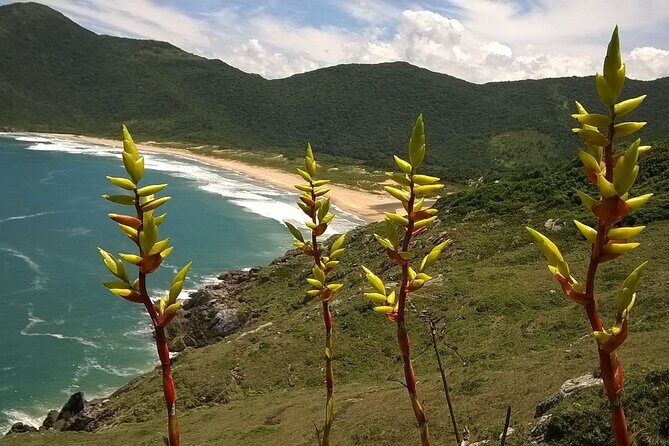 Trail through Lagoinha do Leste in Florianopolis - Why This Tour Stands Out