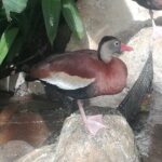 Transport from La Fortuna to Liberia Airport - The Sum Up: Who Is This Transfer Perfect For?