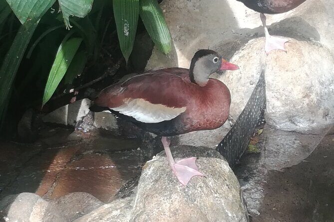 Transport from La Fortuna to Liberia Airport - The Sum Up: Who Is This Transfer Perfect For?