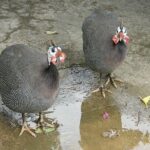 Treasures of Barbados Cave and Plantation Sightseeing Tour - What Travelers Say