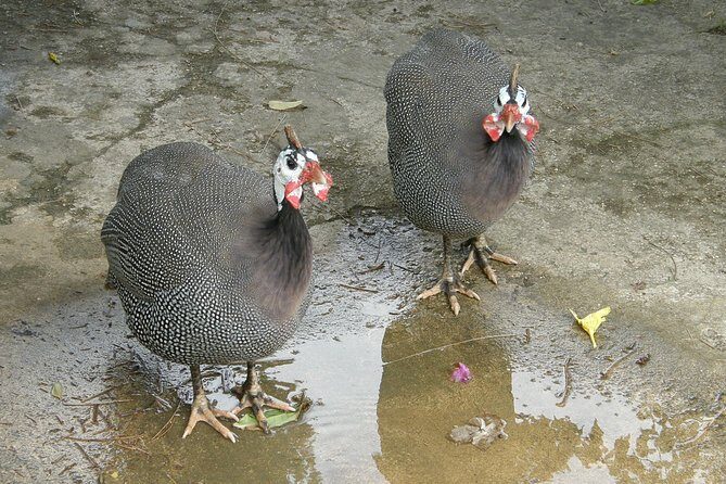 Treasures of Barbados Cave and Plantation Sightseeing Tour - What Travelers Say