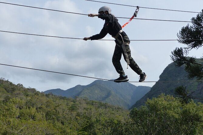 Tree climbing among the araucarias - An In-Depth Look at the Tree Climbing Experience