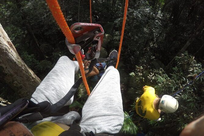 Tree Climbing in the Amazon - A Detailed Look at the Amazon Tree Climbing Tour