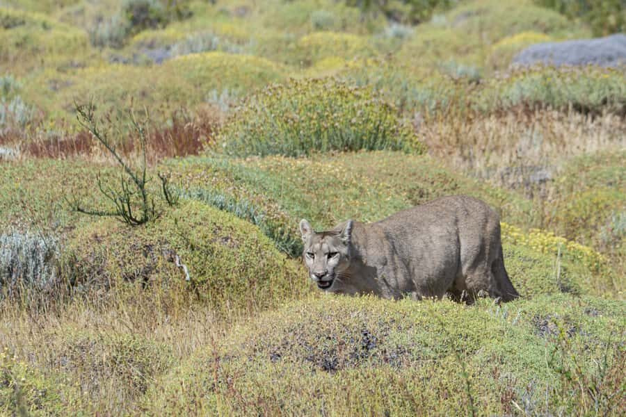 Trekking Base Torres with guide - An In-Depth Look at the Trekking Base Torres with Guide