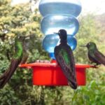 Trekking/Hiking in the Cocora Valley from Pereira or Armenia - A Deep Dive into the Cocora Valley Trekking Experience