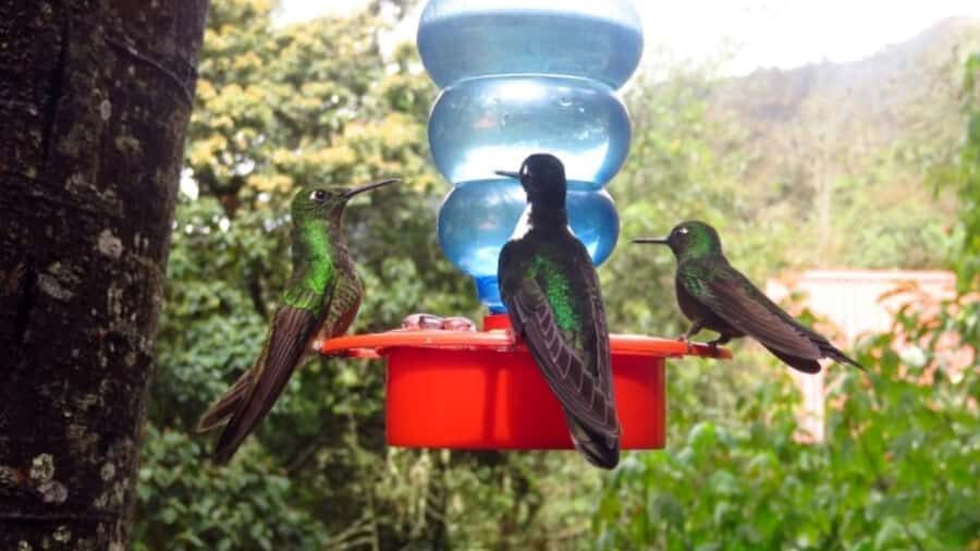 Trekking/Hiking in the Cocora Valley from Pereira or Armenia - A Deep Dive into the Cocora Valley Trekking Experience