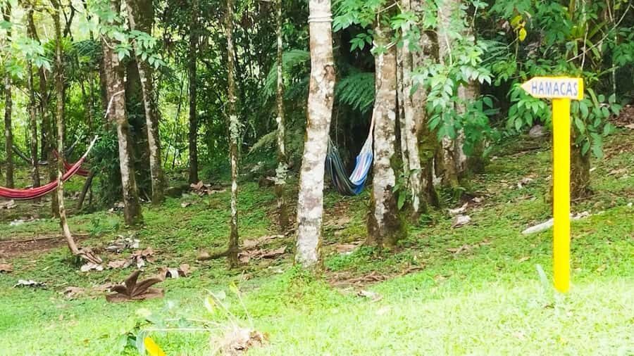 Trekking/Hiking Yarumo Blanco Waterfall from Pereira or Arme - Exploring the Yarumo Blanco Waterfall Tour in Detail